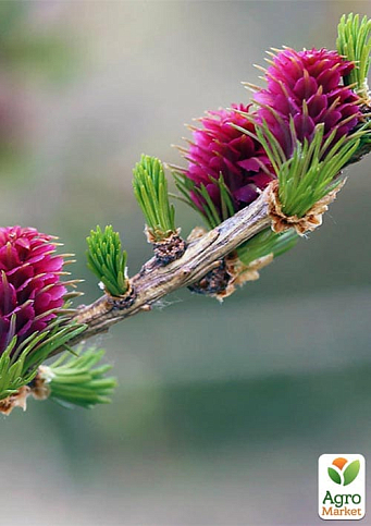Модрина європейська 4-х літня (Larix decidua) С5 висота 60-100см - фото 2