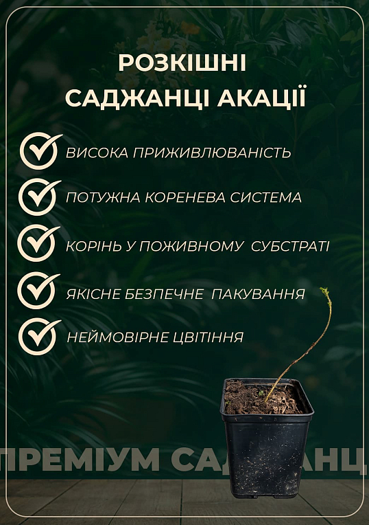 Акація "Робінія біла" - фото 4