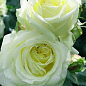 Ексклюзив! Троянда плетиста зеленувато-біла "Келін" (Calin) (преміальний сорт, з величезними, густомахровими квітками)
