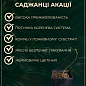 Акація "Робінія біла"