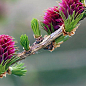 Модрина європейська 4-х літня (Larix decidua) С5 висота 60-100см купить