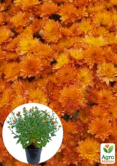Хризантема Садовая "Fonti Orange" (горшок ф12 высота 20-30см)1