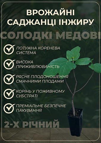 Інжир темно-фіолетовий "Сан-Педро" саджанець 2 роки (ремонтантний, великоплідний сорт, середній термін дозрівання) - фото 2