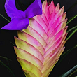 Тілландсія "Аніта" (Tillandsia Cyanea)