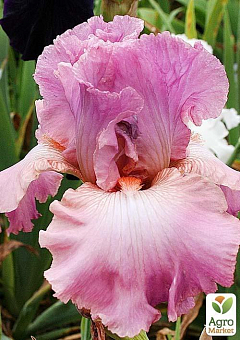 Ірис бородатий великоквітковий "Hortensia rose" 1шт в упаковці2