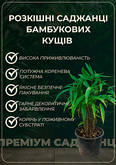 Хасмантіум широколистий "Uniola latifolia" С121