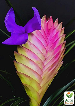 Тилландсия "Anita" (Tillandsia Cyanea)2