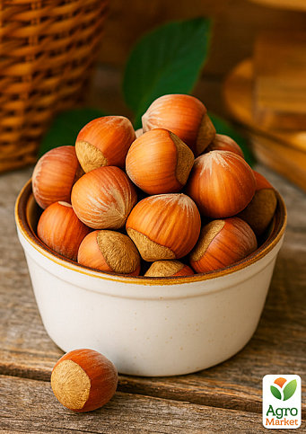 Фундук "Галле" (средний срок созревания, перекрёстное опыление, садить по 2 шт) 