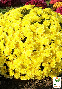 Хризантема мультифлора шарообразная "Alaska Yellow" 14