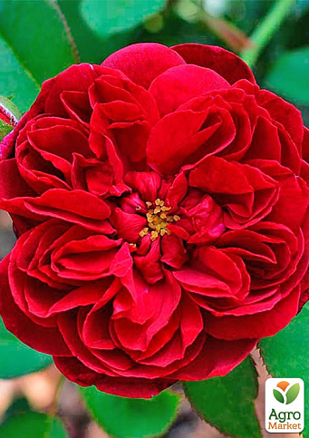 Троянда англійська "Дарсі Бассел" (саджанець класу АА+) вищий сорт - фото 2