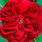 Троянда англійська "Дарсі Бассел" (саджанець класу АА+) вищий сорт купить