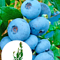 Лохина "Бригітта Блю" (Vaccinium corymbosum "Brigitta Blue") Нідерланди, вазон П9