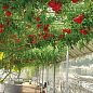 Тамарілло (томатне дерево) екзклюзів NEW купить