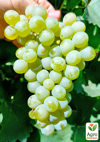 Виноград "Гечеи Заматош" (винный сорт, ранний срок созревания, мускатный аромат)