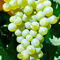 Виноград "Гечеї Заматош" (винний сорт, ранній термін дозрівання, мускатний аромат)