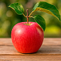 Яблоня "Арива" (зимний сорт, поздний срок созревания)