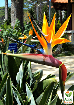 Стрелиция Королевская "Bird of Paradise"14