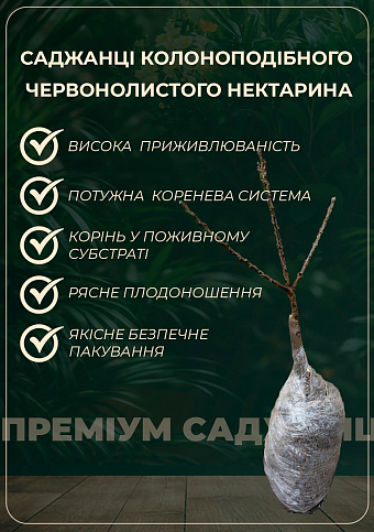 Нектарин колоновидный краснолистный "Honey Red" - фото 3