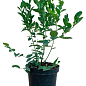 Лохина (чорниця садова) 2 роки "Пінк Блюберрі" (Blueberry) С2 висота 40-50см цена