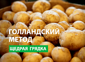 Вирощування картоплі за голландською технологією - корисні статті про садівництво від Agro-Market