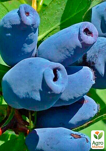 Жимолость 2х-летняя "Аврора" (средний срок созревания, высокоурожайный сорт) С2 - фото 5