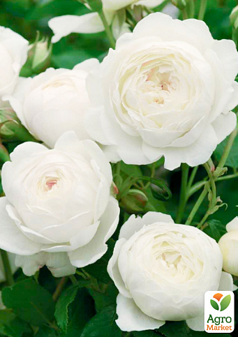 Роза английская "Клер Остин" (саженец класса АА+) высший сорт