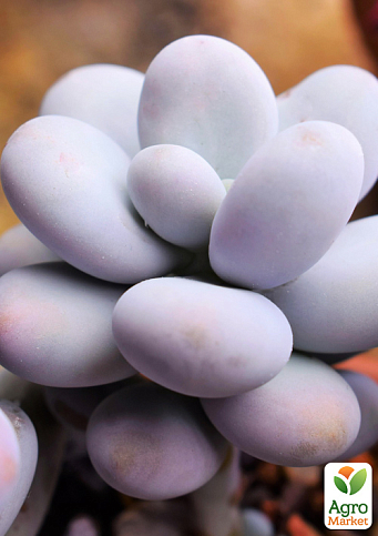 Суккулент Пахифитум "Pachyphytum Oviferum" - фото 3