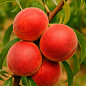Персик "Роял Ві" (літній сорт, середній термін дозрівання)