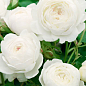 Роза английская "Клер Остин" (саженец класса АА+) высший сорт