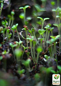 Проращиватель (спраутер) для семян и микрозелени  ТМ "Green Vitamin"10