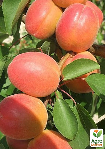Абрикос "Колорадо" (літній сорт, ранній термін дозрівання)