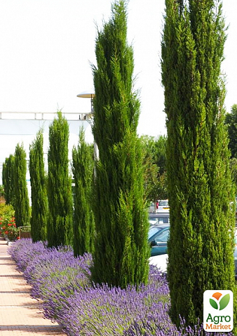Кипарис вечнозеленый 3-х летний "Stricta" С3, высота 40-60см - фото 3