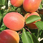 Абрикос "Колорадо" (літній сорт, ранній термін дозрівання)