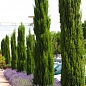 Кипарис вечнозеленый 3-х летний "Stricta" С3, высота 40-60см цена