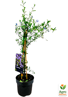 LMTD Цеанотус древовидный "Trewithen Blue" (60-70см)4