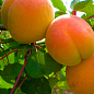 Абрикос "Мелитопольский ранний" (летний сорт, ранний срок созревания)
