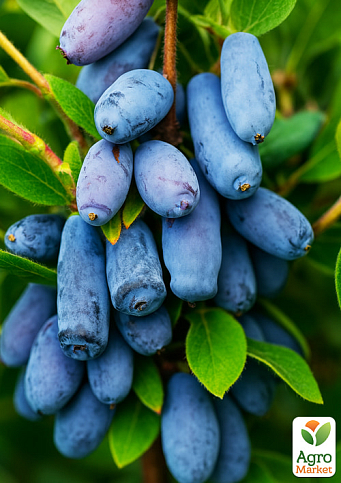 Жимолость 2х-летняя "Уссульга" (крупноплодный, ранний сорт) С1,5 - фото 7