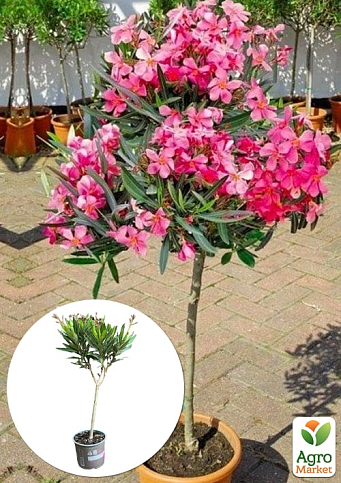 LMTD Олеандр на штамбе цветущий 3-х летний "Emilie Salut" (50-70см)