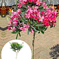 LMTD Олеандр на штамбе цветущий 3-х летний "Emilie Salut" (50-70см)