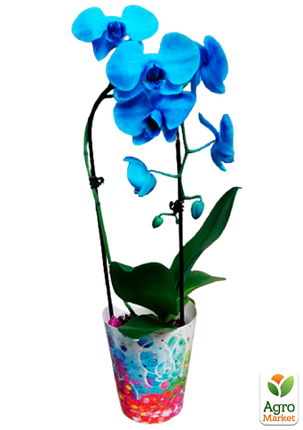 Орхідея (Phalaenopsis) «Cascade Blue» - фото 5
