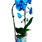 Орхідея (Phalaenopsis) «Cascade Blue»