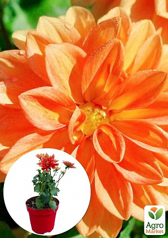 LMTD Жоржина низькоросла великоквіткова "Figaro Orange" (квітуча) 