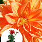LMTD Георгина низкорослая крупноцветковая "Figaro Orange" (цветущая)