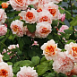 Роза английская серии Девида Остина "Абрахам Дерби" (саженец класса АА+) высший сорт