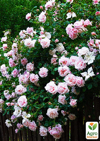 Ексклюзив! Троянда плетиста сріблясто-рожева напівмахрова "Перлина стилю" (Pearl of style) (саджанець класу АА +, преміальний витривалий сорт)