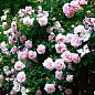 Ексклюзив! Троянда плетиста сріблясто-рожева напівмахрова "Перлина стилю" (Pearl of style) (саджанець класу АА +, преміальний витривалий сорт)