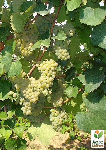 Щеплений виноград "Аліготе №12" (винний сорт, підщепа СО-4) - фото 3