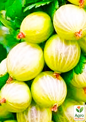 Крыжовник "Медовый" (средний срок созревания, имеет очень сладкие, крупные ягоды) 