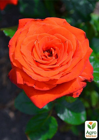 Эксклюзив! Роза чайно-гибридная оранжево-алая "Любочка" (Lyubochka) (саженец класса АА+, премиальный крупноцветковый сорт) - фото 3