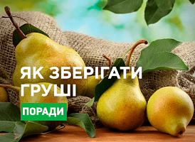 Як зберігати груші до весни: найкращі способи - Agro-Market